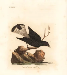 Svart stenskvätta, Oenanthe leucura (vitstjärtad trast, Turdus leucurus). Handkolorerat kopparstick, tecknat och graverat av John Latham för hans egen A General History of Birds, Winchester