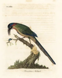 Blåkrönt motmot, Momotus momota (brasiliansk motmot, Momotus brasiliensis). Handfärgad kopparplåt ritad och graverad av John Latham från hans egen A General History of Birds, Winchester