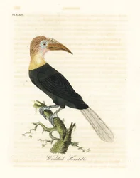 Blythhs eller papuansk näshornsfågel, Rhyticeros plicatus (kransad hornbill, Buceros plicatus). Handfärgad kopparplåt ritad och graverad av John Latham från hans egen A General History of Birds, Winchester
