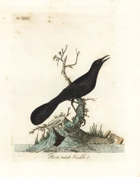 Båtstjärtad båtstjärt, Quiscalus major (båtstjärtad majna, Gracula barita). Handkolorerat kopparstick tecknat och graverat av John Latham ur hans eget verk A General History of Birds, Winchester