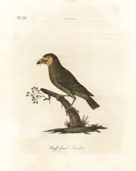 Brunhårig barbet, Megalaima zeylanica? (Buff-faced barbet, Bucco lathami). Från ett exemplar märkt Megalaima lathami i British Museum. Handfärgad kopparplåt ritad och graverad av John Latham från hans egen A General History of Birds, Winchester