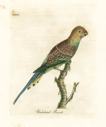 Undulat, Melopsittacus undulatus (vågig papegoja, Psittacus undulatus). Handfärgad kopparplåt ritad och graverad av John Latham från hans egen A General History of Birds, Winchester
