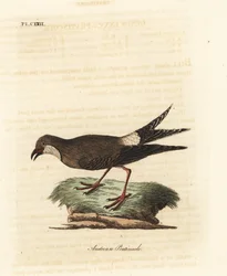 Kragepratincole, Glareola pratincola (österrikisk pratincole, Glareola austriaea). Handfärgad kopparplåt ritad och graverad av John Latham från hans egen A General History of Birds, Winchester