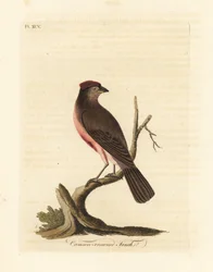 Vanlig rödspov, Carduelis flammea (Crimson-crowned finch, Fringilla flammea). Handfärgad kopparplåt ritad och graverad av John Latham från hans egen A General History of Birds, Winchester