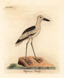 Krabbpipare, Dromas ardeola (Abyssinian erody, Ardea pondiceriana). Handfärgad kopparplåt ritad och graverad av John Latham från hans egen A General History of Birds, Winchester