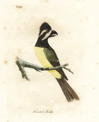 Crested shrikepetit, Falcunculus frontatus (Frontal shrike, Lanius frontatus). Handfärgad kopparplåt ritad och graverad av John Latham från hans egen A General History of Birds, Winchester