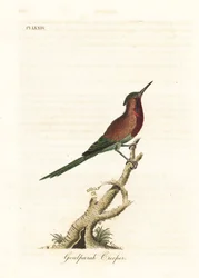 Crimson solfågel, Aethopyga siparaja seheriae (Goulpourah ranka). Handfärgad kopparplåt ritad och graverad av John Latham från hans egen A General History of Birds, Winchester