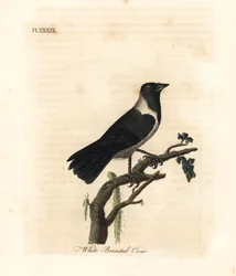 Daurikaja, Corvus dauuricus (Vitbröstkråka, Corvus dauricus). Handfärgad kopparplåt ritad och graverad av John Latham från hans egen A General History of Birds, Winchester