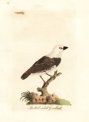 Diamantfink, Stagonopleura guttata (stenknäck med fläckiga sidor, Fringilla leucocephala). Handkolorerat kopparstick, tecknat och graverat av John Latham för hans egen A General History of Birds, Winchester