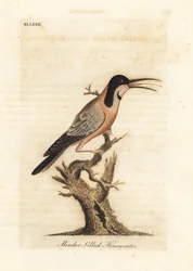 Östra ryggnäbben, Acanthorhynchus tenuirostris (Smalnäbbad honungsätare, Certhia tenuirostris). Australien. Handfärgad kopparplåt ritad och graverad av John Latham från hans egen A General History of Birds, Winchester