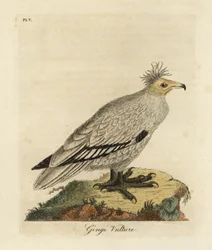 Egyptisk gam, Neophron percnopterus ginginianus.1824 (gravyr)