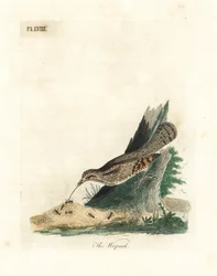 Eurasian wryneck, Jynx torquilla (Junx torquilla). Handfärgad kopparplåt ritad och graverad av John Latham från hans egen A General History of Birds, Winchester