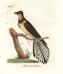 Solfjädersstjärtad gök, Cacomantis flabelliformis (gök med solfjädersstjärt, Cuculus flabelliformis). Handkolorerat kopparstick tecknat och graverat av John Latham ur hans eget verk A General History of Birds, Winchester