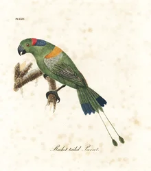 Guldmantlad racketstjärtspapegoja, Prioniturus platurus (racketstjärtspapegoja). Handkolorerat kopparstick tecknat och graverat av John Latham ur hans eget verk A General History of Birds, Winchester