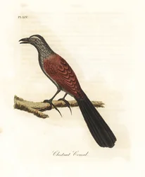 Större coucal eller kråkfasan, Centropus sinensis (kastanj coucal). Handfärgad kopparplåt ritad och graverad av John Latham från hans egen A General History of Birds, Winchester