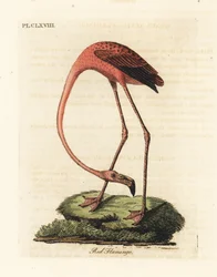 Större flamingo, Phoenicopterus roseus, eller amerikansk flamingo, Phoenicopterus ruber (röd flamingo, Phaenicopterus ruber). Handfärgad kopparplåt ritad och graverad av John Latham från hans egen A General History of Birds, Winchester