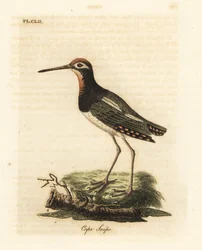 Större målarbeckasin, Rostratula benghalensis (Cape-snipe, Scolopax capensis). Handfärgad kopparplåt ritad och graverad av John Latham från hans egen A General History of Birds, Winchester
