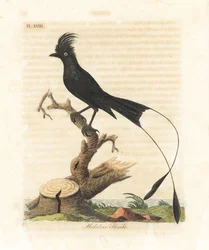 Större vimpeldrongo, Dicrurus paradiseus (Malabartörnskata, Lanius malabaricus). Handkolorerad kopparplåt tecknad och graverad av John Latham för hans eget verk A General History of Birds, Winchester
