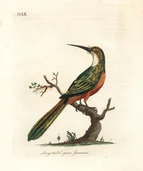 Grönstjärtad jakamar, Galbula galbula (långstjärtad grön jakamar, Galbula viridis). Handkolorerad kopparplåt tecknad och graverad av John Latham för hans eget verk A General History of Birds, Winchester