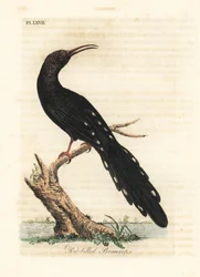 Grön träfågel, Phoeniculus purpureus (Rödnäbbade promerops, Upupa erythrorynchos). Handfärgad kopparplåt ritad och graverad av John Latham från hans egen A General History of Birds, Winchester