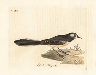 Grå fansvans, Rhipidura albiscapa (södra vipstjärt, baserad på en målning av Port Jackson-målaren). Handfärgad kopparplåt ritad och graverad av John Latham från hans egen A General History of Birds, Winchester