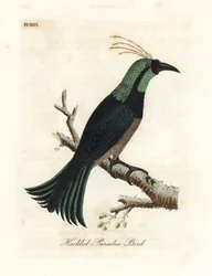 Hacklad paradisfågel, möjligen en hybrid eller utdöd art. Ritad från ett exemplar i samlingen av General Davies. Handfärgad kopparplåt ritad och graverad av John Latham från hans egen A General History of Birds, Winchester