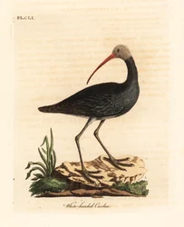 Hadada eller hadeda ibis, Bostrychia hagedash? (White-headed curlew, Numenius leucocephalus.) Handfärgad kopparplåt ritad och graverad av John Latham från hans egen A General History of Birds, Winchester