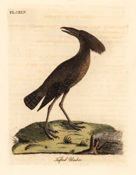 Hamerkop, Scopus umbretta (tuftad umbre). Handfärgad kopparplåt ritad och graverad av John Latham från hans egen A General History of Birds, Winchester