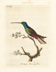 Harlekin kolibri, Trochilus multicolor. Tillverkat exemplar i British Museum. Handfärgad kopparplåt ritad och graverad av John Latham från hans egen A General History of Birds, Winchester