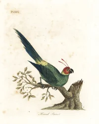 Hornad parakit, Eunymphicus cornutus. Sårbar (horned papegoja, Psittacus bisetis.) Handfärgad kopparplåt ritad och graverad av John Latham från hans egen A General History of Birds, Winchester