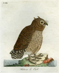 Hutum Owl, 1821 (handfärgad gravyr)
