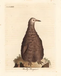 Kungspingvin, Aptenodytes patagonicus, juvenil (Ullpingvin). Handfärgad kopparplåt ritad och graverad av John Latham från hans egen A General History of Birds, Winchester