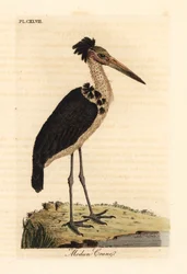 Mindre adjutant, Leptoptilos javanicus. Sårbar. (Modun skull.) Handfärgad kopparplåt ritad och graverad av John Latham från hans egen A General History of Birds, Winchester
