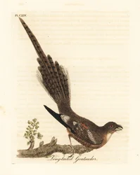 Långstjärtad nattskärra, Caprimulgus climacurus (långstjärtad getmjölkare). Handkolorerat kopparstick tecknat och graverat av John Latham ur hans eget verk A General History of Birds, Winchester