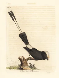 Långstjärtad tyrann, Colonia colonus (peruansk flugsnappare, Le Colon). Handkolorerat kopparstick, tecknat och graverat av John Latham för hans egen A General History of Birds, Winchester