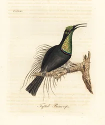 Magnifik gevärsfågel, Ptiloris magnificus (tuftad promerops). Ritad från ett exemplar i Bullock