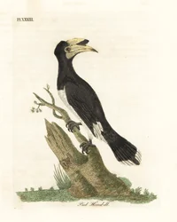 Malabarfotsnäshornsfågel, Anthracoceros coronatus (Ped hornbill, Buceros malabaricus). Handfärgad kopparplåt ritad och graverad av John Latham från hans egen A General History of Birds, Winchester