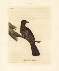 Nya Zeelands sydön piopio, Turnagra capensis. Utdöd. (Tjocknäbbstrast, Turdus crassirostris.) Handfärgad kopparplåt ritad och graverad av John Latham från hans egen A General History of Birds, Winchester