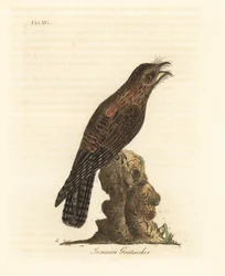 Nordlig potoo, Nyctibius jamaicensis (jamaicansk getsuckare, Caprimulgus jamaicensis). Handfärgad kopparplåt ritad och graverad av John Latham från hans egen A General History of Birds, Winchester