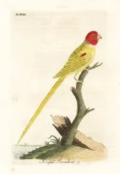 Olivaxlad papegoja eller påskliljapapegoja, Aprosmictus påsklilja (påskliljapapegoja, Psittacus narcissus). Handfärgad kopparplåt ritad och graverad av John Latham från hans egen A General History of Birds, Winchester