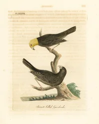Eller, Psittirostra psittacea, hane (överst) och hona. Kritiskt hotad, möjligen utdöd. (Papegojnäbb, Loxia psittacea). Handfärgad kopparplåt ritad och graverad av John Latham från hans egen A General History of Birds, Winchester