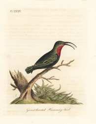 Lilastrupig kolibri, Eulampis jugularis (granatstrupig kolibri, Trochilus granatinus). Handfärgad kopparplåt ritad och graverad av John Latham från hans egen A General History of Birds, Winchester