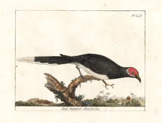 Röd-faced malkoha, Phaenicophaeus pyrrhocephalus. Sårbar. (Rödhövdad malkoha, Cuculus pyrrhocephalus.) Handfärgad kopparplåt ritad och graverad av John Latham från hans egen A General History of Birds, Winchester