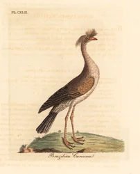 Rödbensseriema eller crested cariama, Cariama cristata (brasiliansk cariama, Palamedea cristata). Handfärgad kopparplåt ritad och graverad av John Latham från hans egen A General History of Birds, Winchester