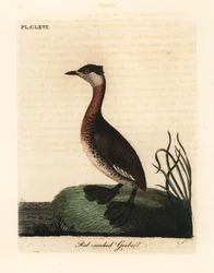Rödhalsad dopping, Podiceps grisegena (Podiceps rubricollis). Handfärgad kopparplåt ritad och graverad av John Latham från hans egen A General History of Birds, Winchester