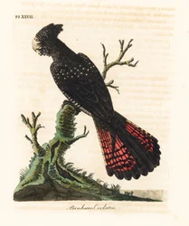 Rödstjärtad sotkakadua, Calyptorhynchus banksii (Banks kakadua, Psittacus banksii). Handkolorerat kopparstick tecknat och graverat av John Latham ur hans eget verk A General History of Birds, Winchester