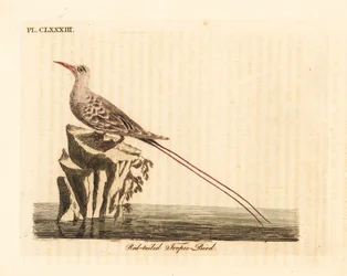 Rödstjärtad tropikfågel, Phaethon rubricauda (Phaeton phoenicurus). Handkolorerat kopparstick, tecknat och graverat av John Latham för hans egen A General History of Birds, Winchester