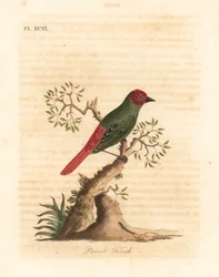 Rödstrupig papegojfink, Eritrea psittacea (papegojfink, Fringilla psittacea). Handfärgad kopparplåt ritad och graverad av John Latham från hans egen A General History of Birds, Winchester