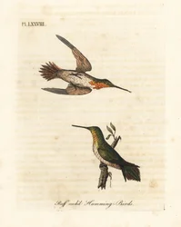 Rufous kolibri, Selasphorus rufus (Ruff-necked kolibri, Trochilus collaris). Man och kvinna. Handfärgad kopparplåt ritad och graverad av John Latham från hans egen A General History of Birds, Winchester
