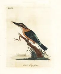 Helig kungsfiskare, Todiramphus sanctus (Helig kungsfiskare, Alcedo sacra). Handfärgad kopparplåt ritad och graverad av John Latham från hans egen A General History of Birds, Winchester